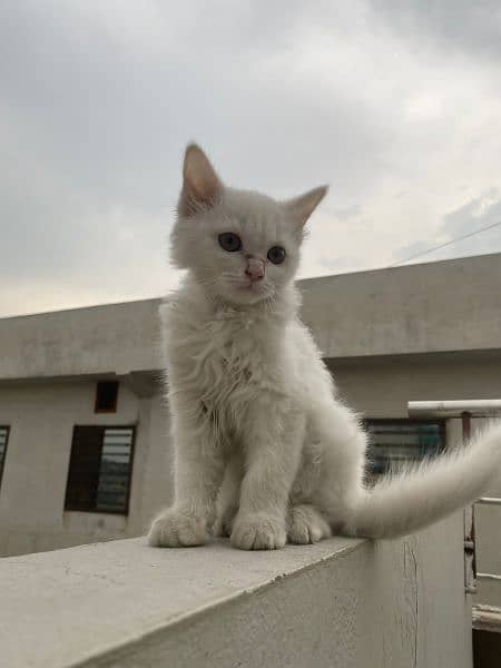 Beautiful Persian cat AGE 3 months 1