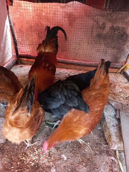 hens pair for sale 4