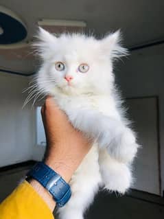 Persion Kitten Cat
