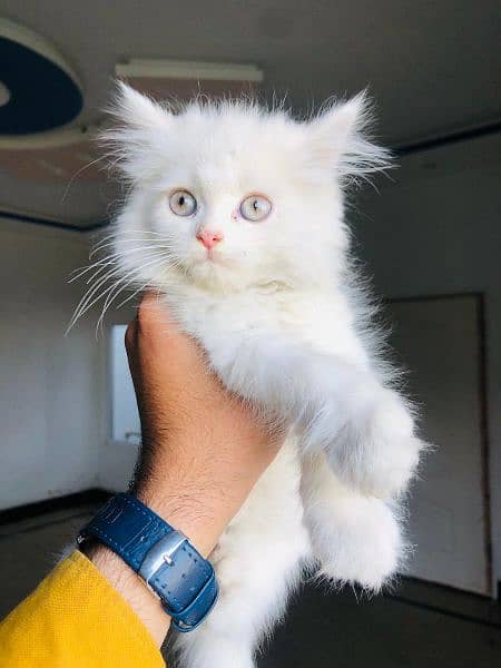 Persion Kitten Cat 0