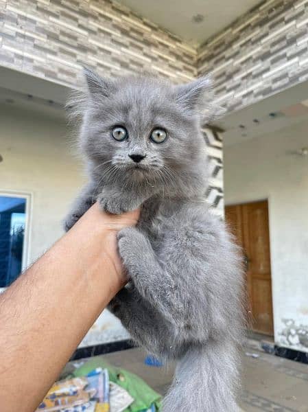 Persion Kitten Cat 1
