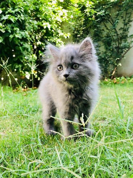 Persion Kitten Cat 2