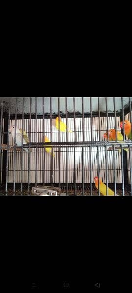 love bird for sale at koral 1