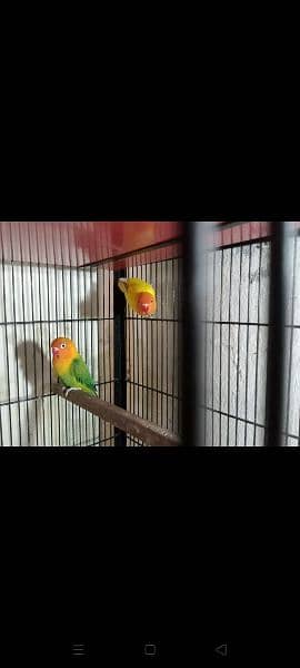 love bird for sale at koral 4