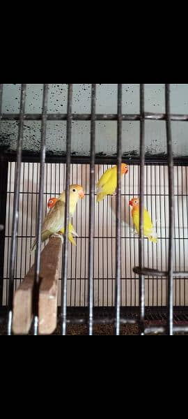 love bird for sale at koral 7