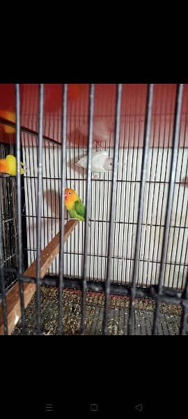 love bird for sale at koral 8