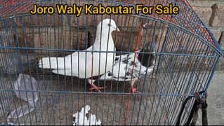 5 pair High Flyer High Quality Pigeon For Sale