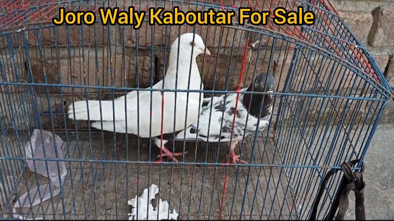 5 pair High Flyer High Quality Pigeon For Sale 0