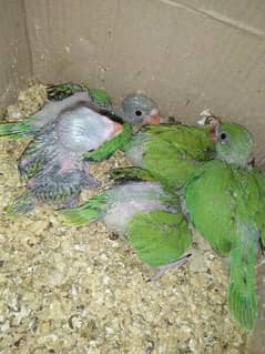 Bolnay Walay Parrots K Bachay (chicks)