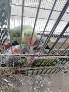 Parrots cages forsale
