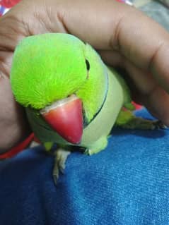 beautiful parrot bolny waly