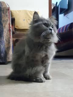 Persian Female Cat For Sale Price Final hay Behas nah krain