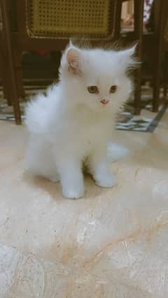 double coated punch face persian kitten