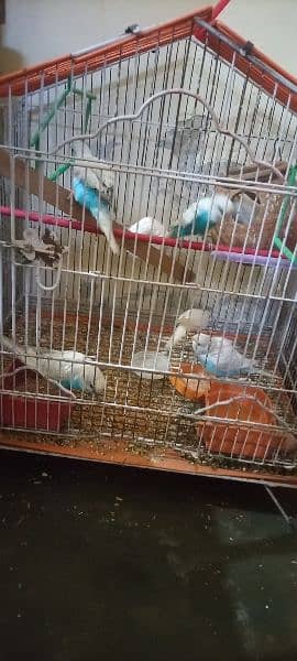 7 parrots with cage 1