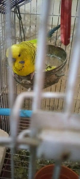 7 parrots with cage 2