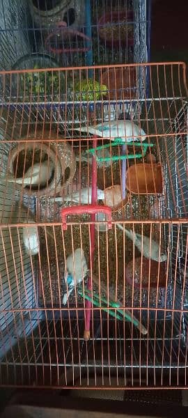 7 parrots with cage 3
