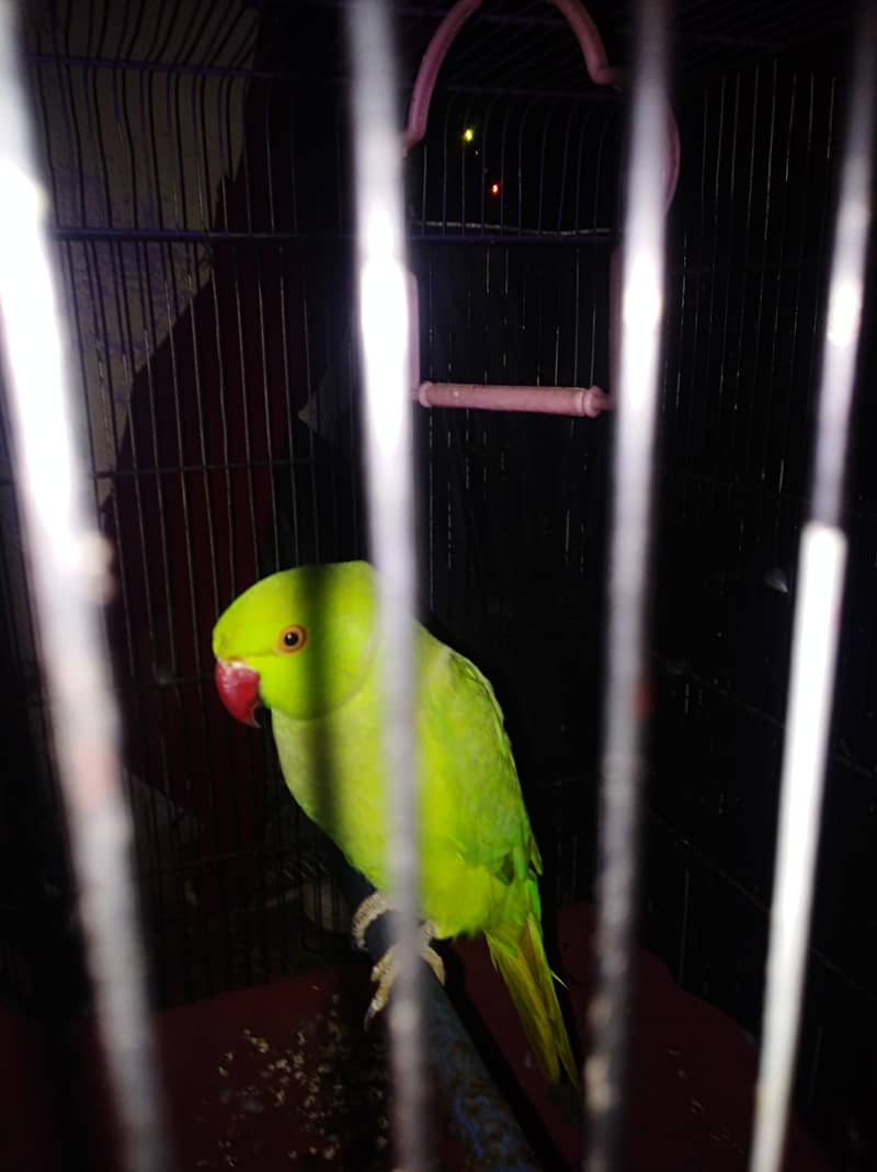 Ring neck parrot 1