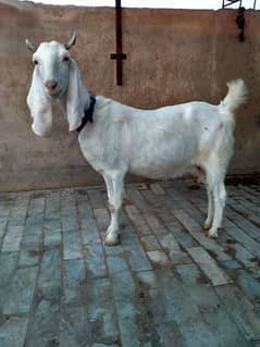 Gulabi Goat