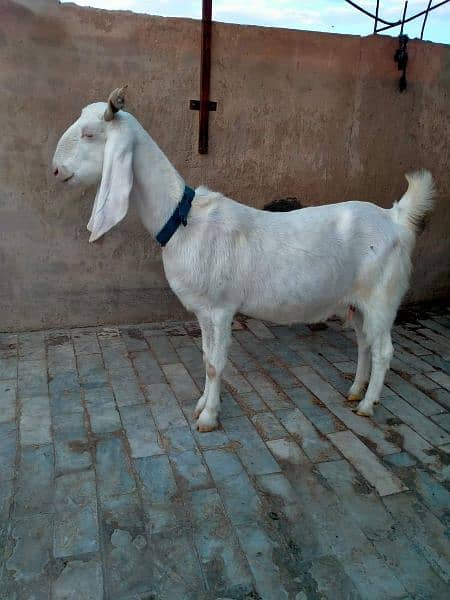 Gulabi Goat 1