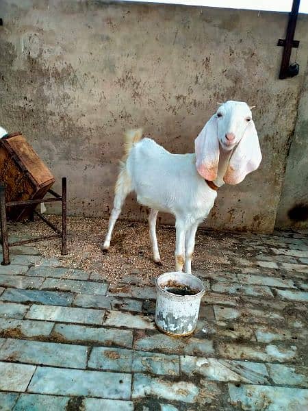 Gulabi Goat 2