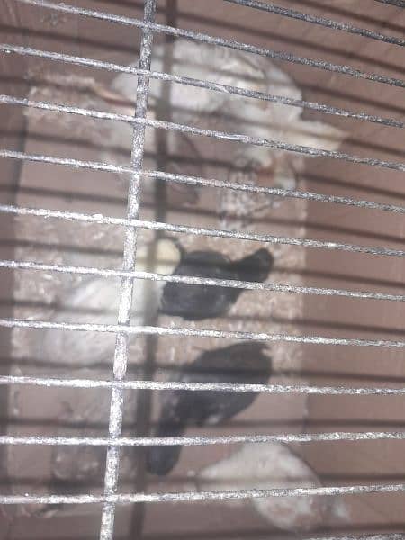 aseel mianwali chicks age 1 months 03216408304 0