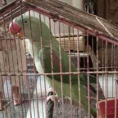 raw parrot female 0