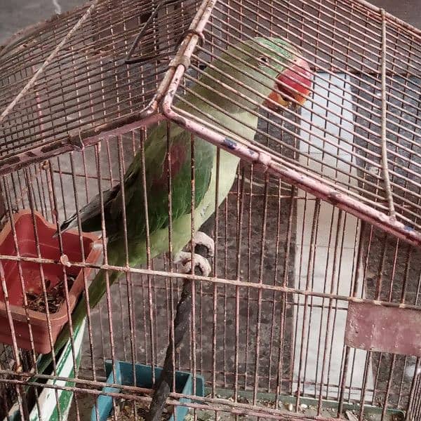 raw parrot female 1