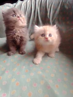 kittens for sale(EID SALE)
