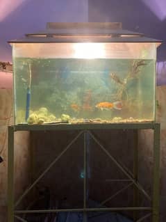 Big Aquarium for Sale With Fishes