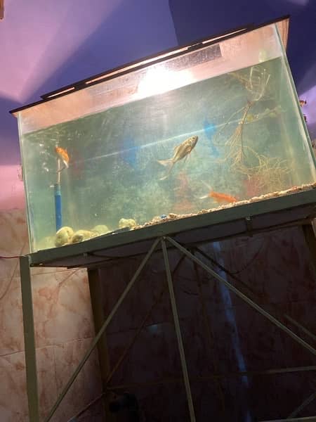 Big Aquarium for Sale With Fishes 1