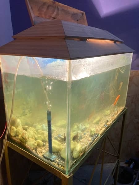 Big Aquarium for Sale With Fishes 2
