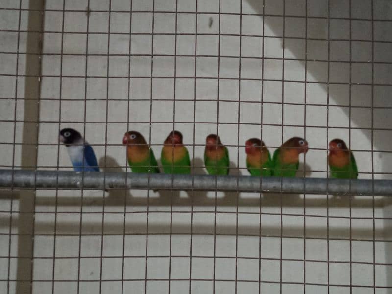 Fischer parrots 0