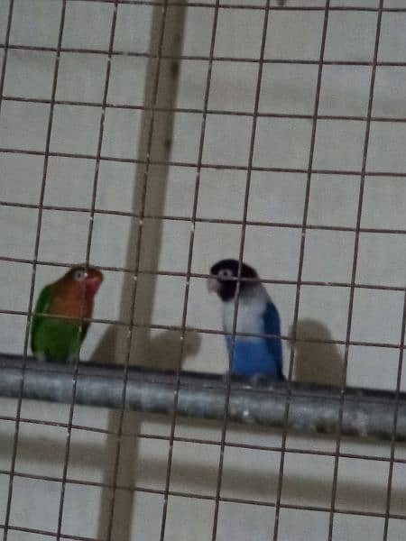 Fischer parrots 1