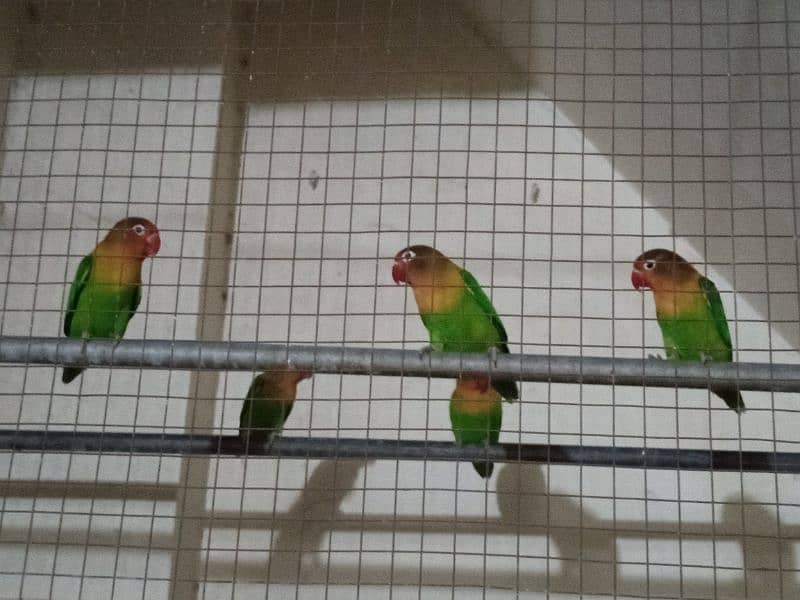 Fischer parrots 2