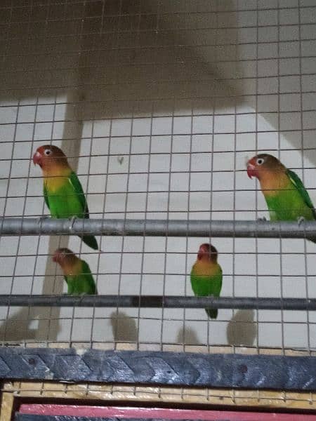 Fischer parrots 3