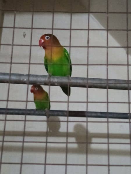 Fischer parrots 4