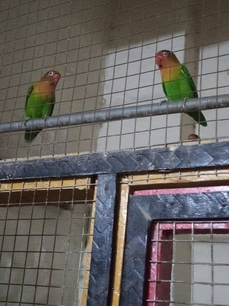 Fischer parrots 5