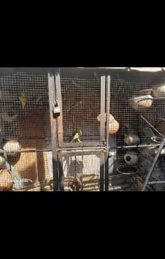 Australian parrots pairs bajri and red eyes with Cage for sale