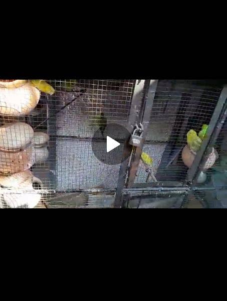 Australian parrots pairs bajri and red eyes with Cage for sale 1