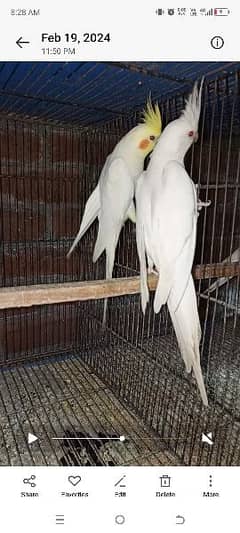 Cockatiels Pairs For Sale 0