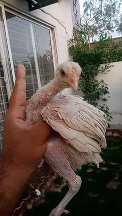 Heera Aseel Cross Chicks are available for sale in Lahore
