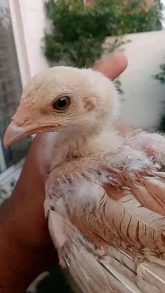 Heera Aseel Cross Chicks are available for sale in Lahore 4