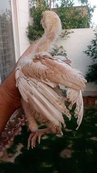 Heera Aseel Cross Chicks are available for sale in Lahore 5