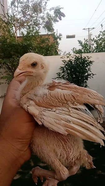 Heera Aseel Cross Chicks are available for sale in Lahore 6