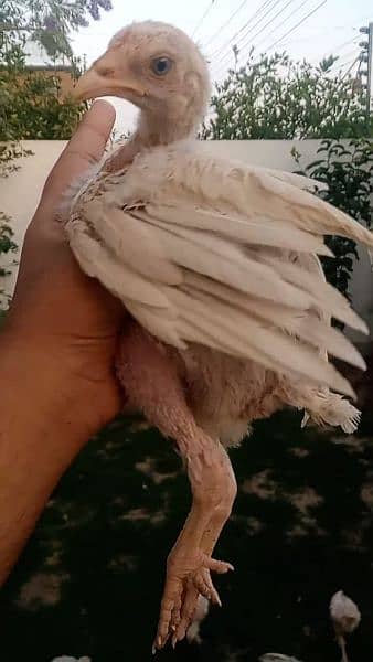 Heera Aseel Cross Chicks are available for sale in Lahore 7