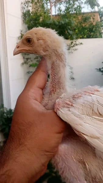 Heera Aseel Cross Chicks are available for sale in Lahore 8