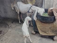 dasi goat with babies for sale