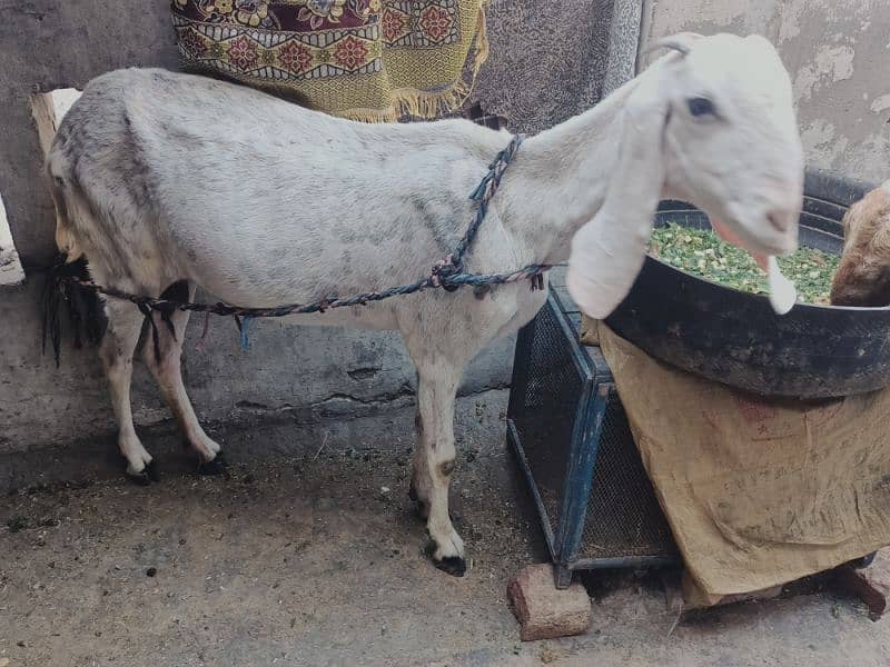 dasi goat with babies for sale 0