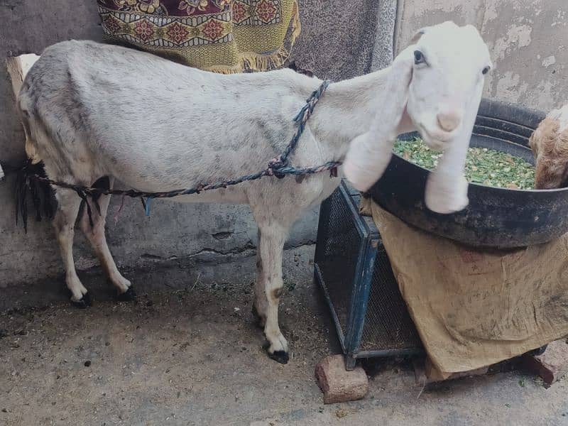 dasi goat with babies for sale 1