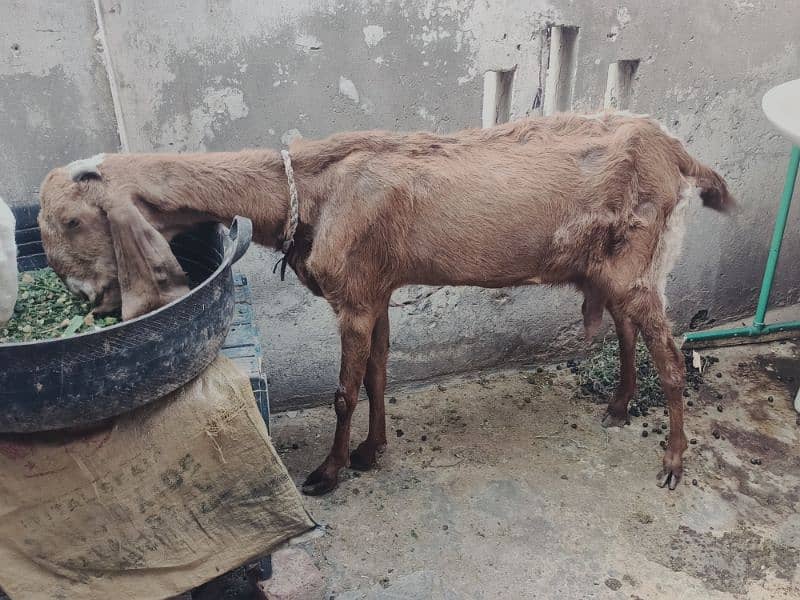 dasi goat with babies for sale 2